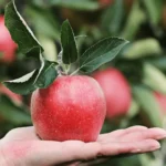 An Apple a Day Keeps the Boredom Away: Washington's Recipe for Outdoor Fun