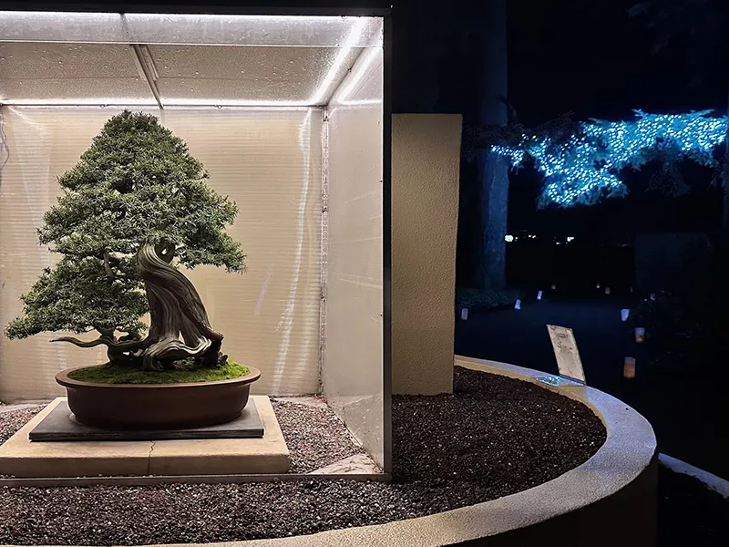 Culture of Japanese Bonsai: The Beauty and Mystique of Miniature Trees