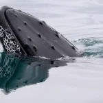 Puget Sound's Innovative Whale Protection Program