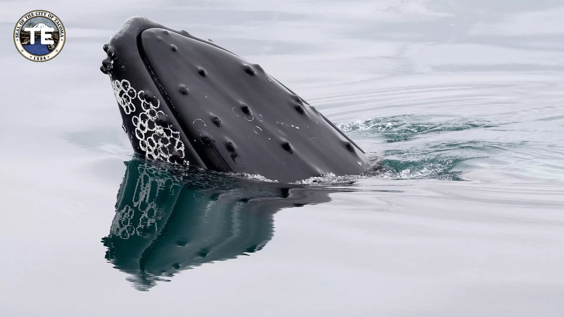 Puget Sound's Innovative Whale Protection Program