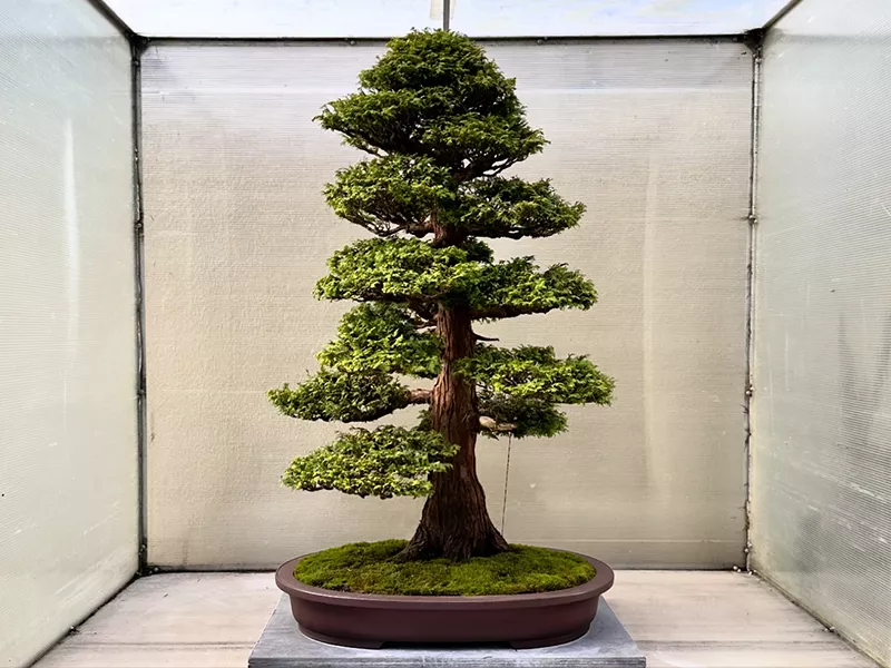 visitors observe the detailed care put into each bonsai