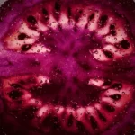 The Purple Tomato Controversy: Health Miracle or Genetic Gamble?