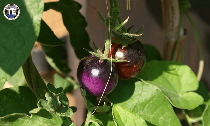 The Science and Development Behind GM Purple Tomatoes