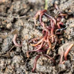 A Quick Guide to Feeding Red Wigglers: Frequency, Nutrients, and Best Practices