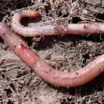 An Easy Guide to Red Wigglers and Nightcrawlers for Composting