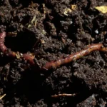 An Insight into the Role of Regular Earthworms in Vermicomposting