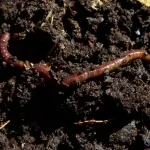 Tips and Tricks for Faster Compost Decomposition