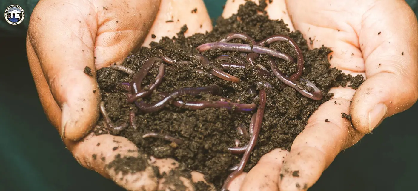 vermicompost, which is compost created with the help of worms