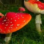 Unlock the Hidden Power of Mushrooms: The Antioxidant That Could Transform Your Health