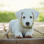 Humane Society Urges Community Support Amid Unprecedented Shelter Overcrowding
