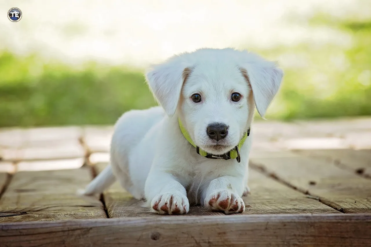 Humane Society Urges Community Support Amid Unprecedented Shelter Overcrowding