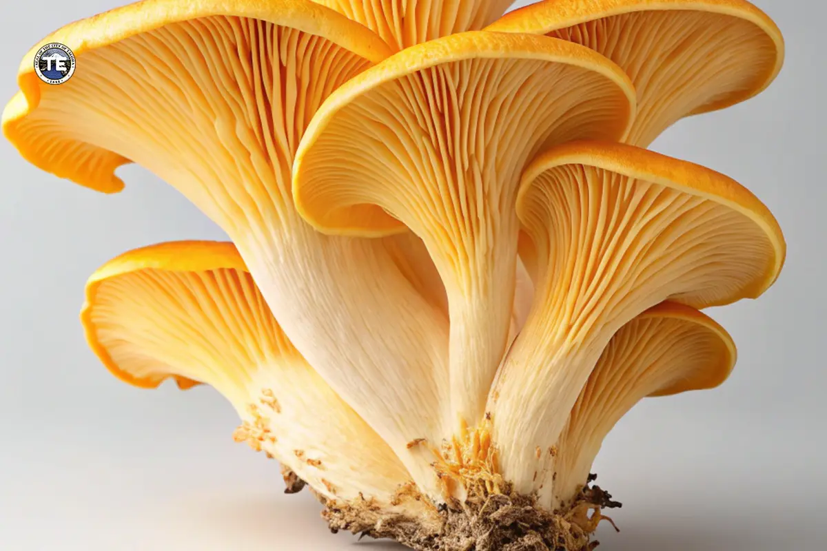 Unlock the Health Benefits of Ergothioneine with Mushrooms