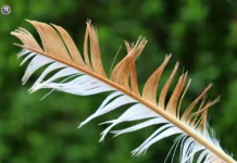 Speed, Cost, and Control: Google Nano Banana 2 vs ByteDance Seedream 5.0 Lite in a Hands-On AI Image Showdown feather, spring, nature, background, screen background, desktop backgrounds, background image, laptop wallpaper