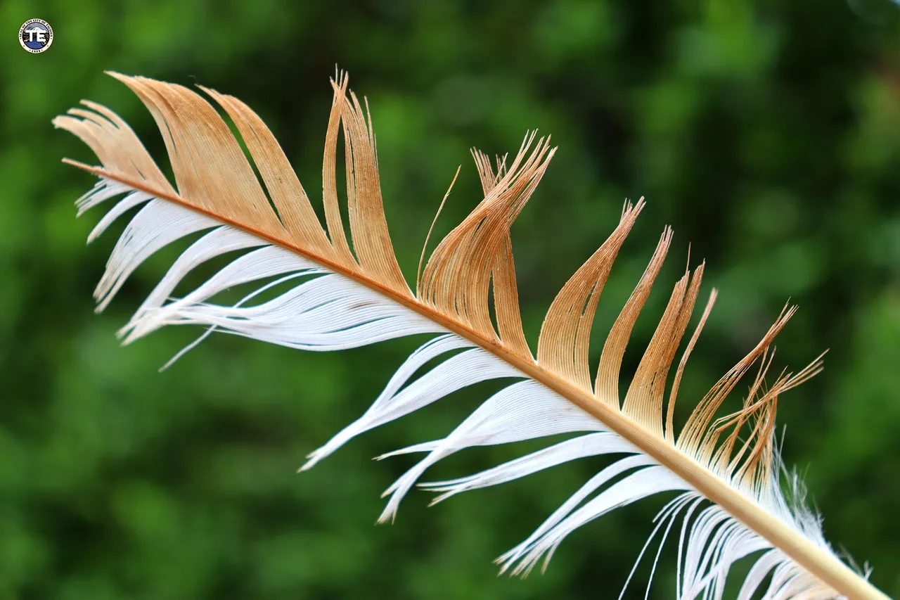 feather, spring, nature, background, screen background, desktop backgrounds, background image, laptop wallpaper